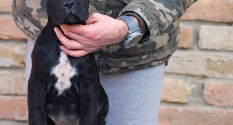 Cane Corso puppies
