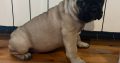 French Bulldog puppies for sale