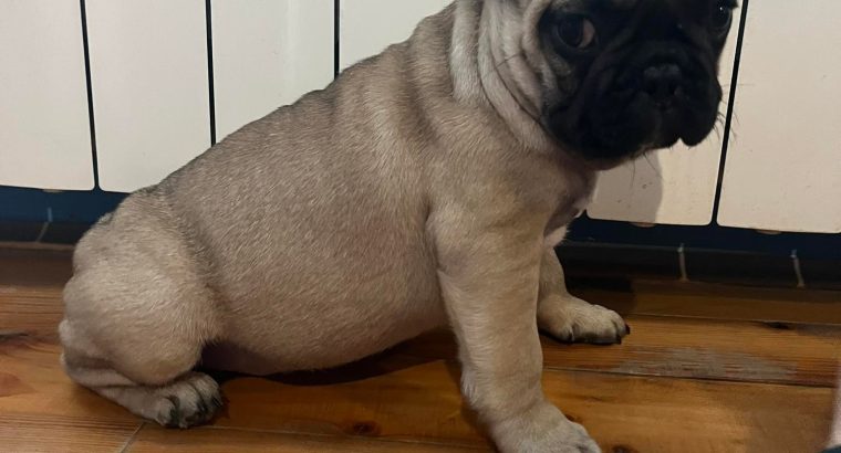 French Bulldog puppies for sale