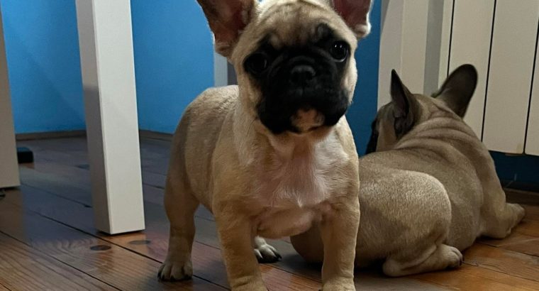 French Bulldog puppies for sale
