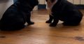 French Bulldog puppies for sale