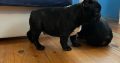 French Bulldog puppies for sale