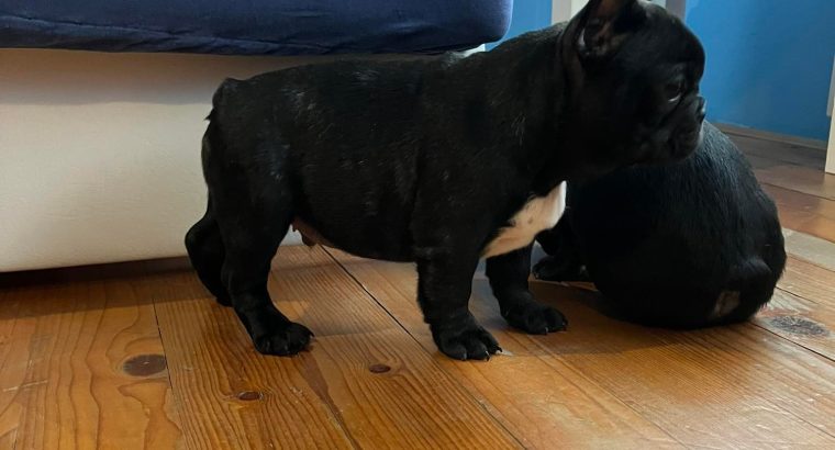 French Bulldog puppies for sale