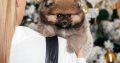 Pomeranian Spitz puppies for sale