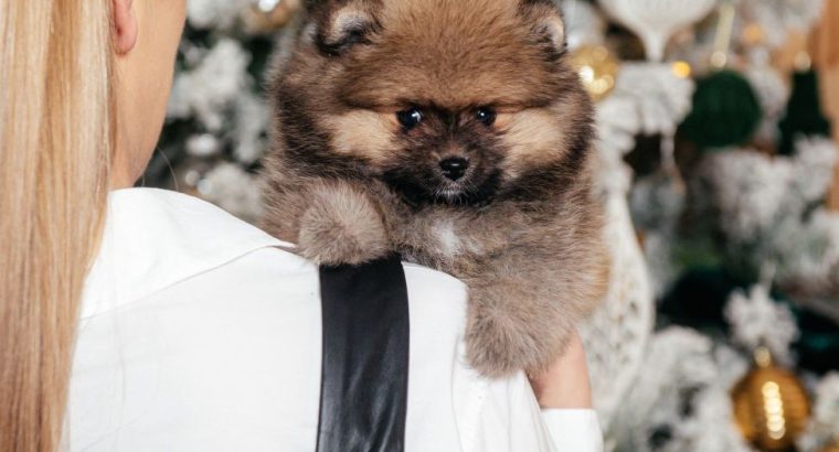 Pomeranian Spitz puppies for sale