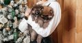 Pomeranian Spitz puppies for sale