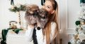 Pomeranian Spitz puppies for sale