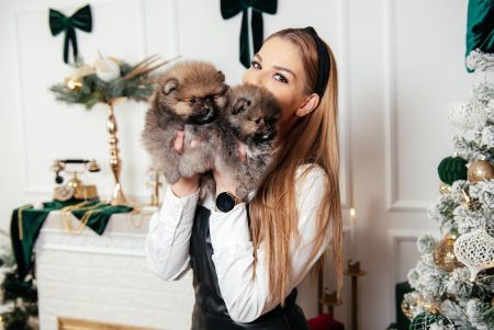 Pomeranian Spitz puppies for sale
