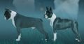 Boston terrier puppies for sale