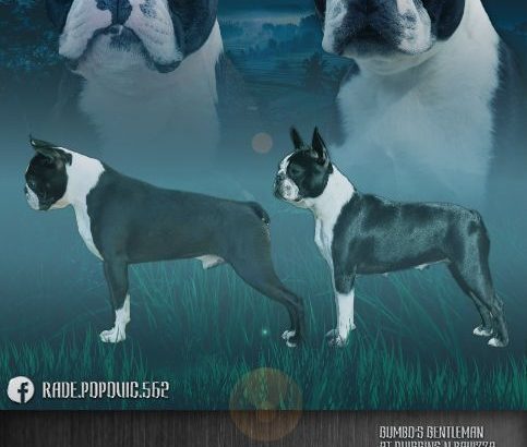 Boston terrier puppies for sale