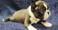 Boston terrier puppies for sale