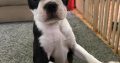 Boston Terrier female puppy