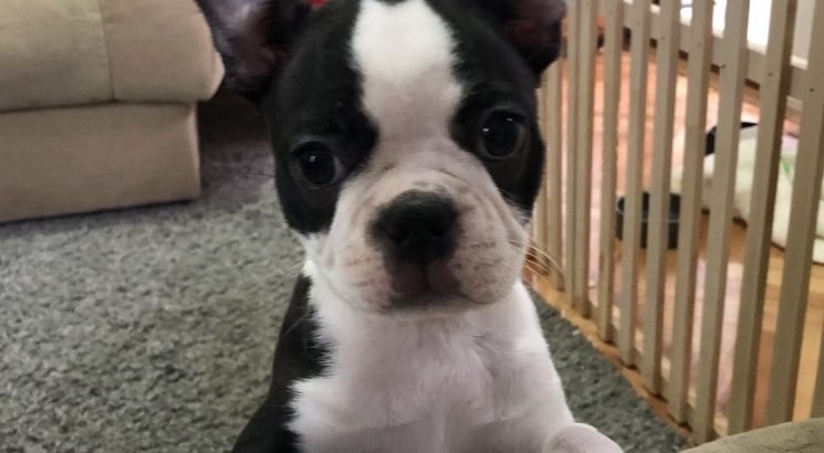 Boston Terrier female puppy