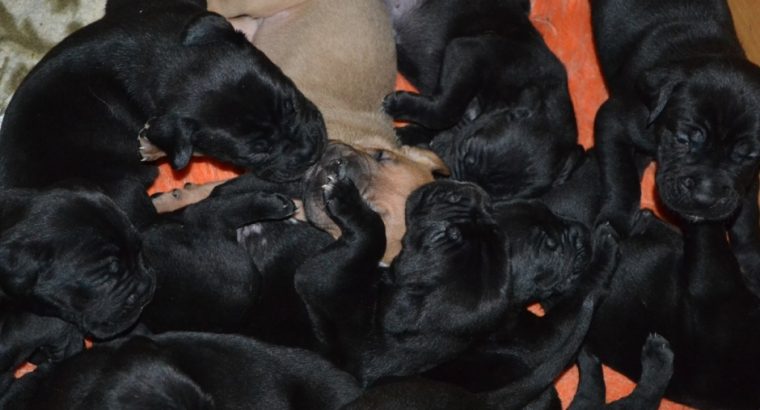 Cane Corso puppies