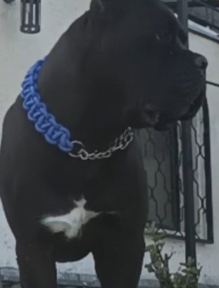 Cane Corso puppies