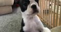 Boston Terrier female puppy