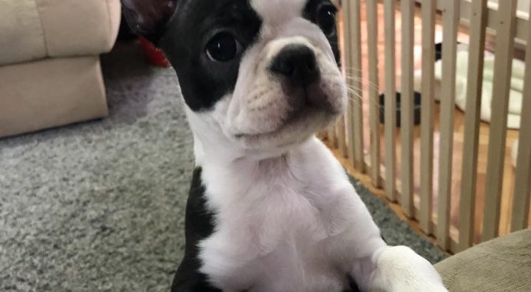 Boston Terrier female puppy