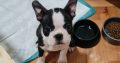 Boston Terrier female puppy