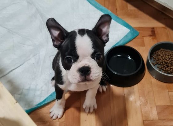 Boston Terrier female puppy