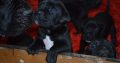 Cane Corso puppies