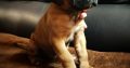 Cane Corso puppies