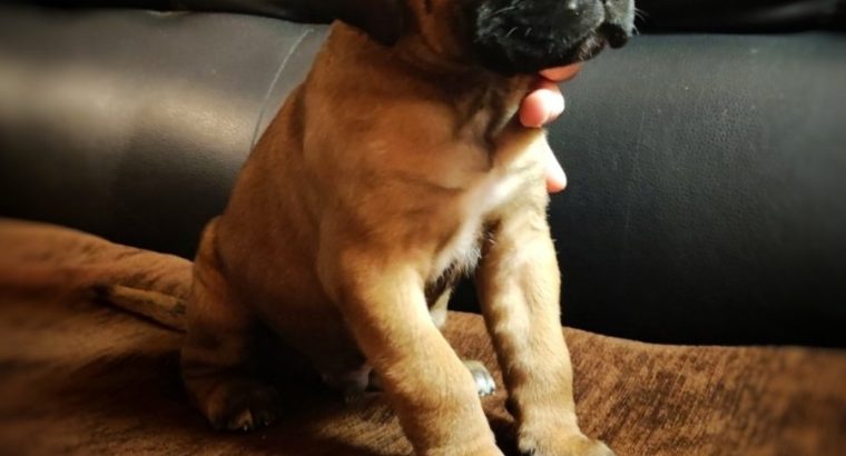 Cane Corso puppies