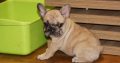 French Bulldog Exotic puppies