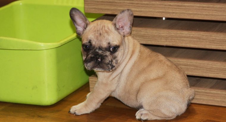 French Bulldog Exotic puppies