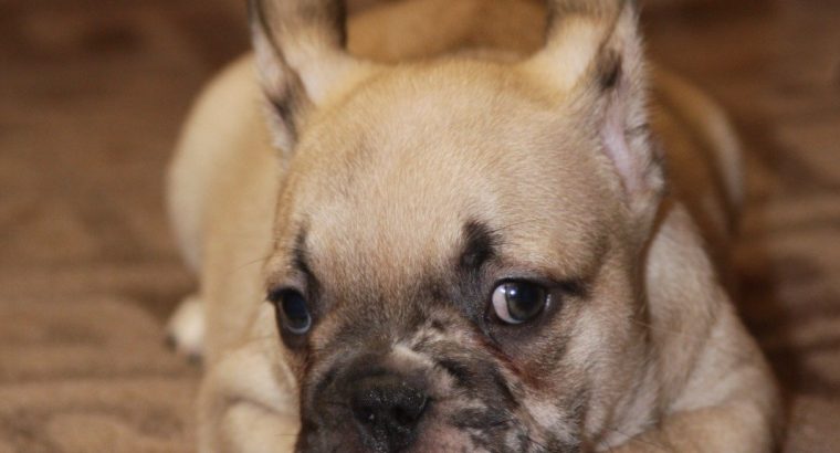French Bulldog Exotic puppies