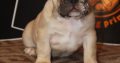 French Bulldog Exotic puppies