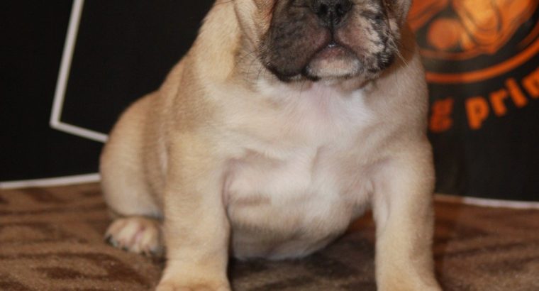 French Bulldog Exotic puppies