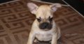 French Bulldog Exotic puppies