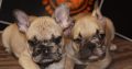 French Bulldog Exotic puppies