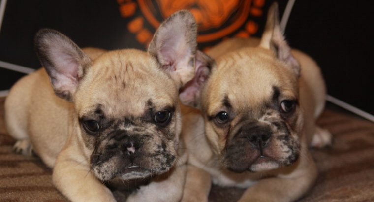 French Bulldog Exotic puppies