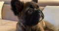 Fluffy French Bulldog