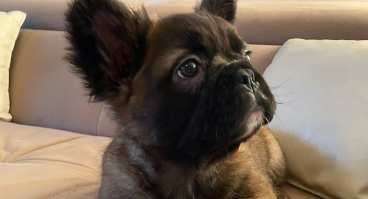Fluffy French Bulldog
