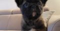 Fluffy French Bulldog