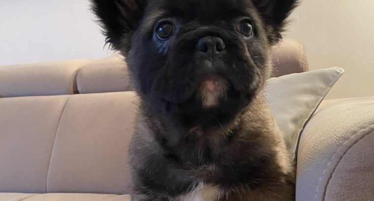Fluffy French Bulldog