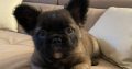 Fluffy French Bulldog