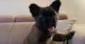Fluffy French Bulldog
