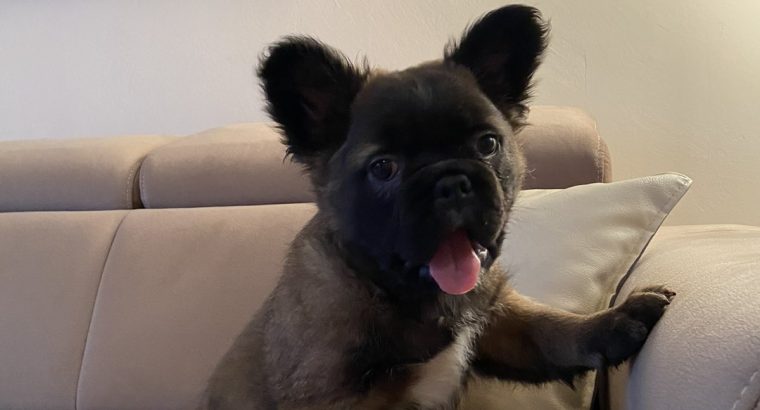 Fluffy French Bulldog