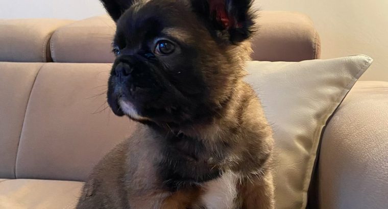 Fluffy French Bulldog