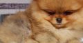 Pomeranian Spitz Boo Top Quality