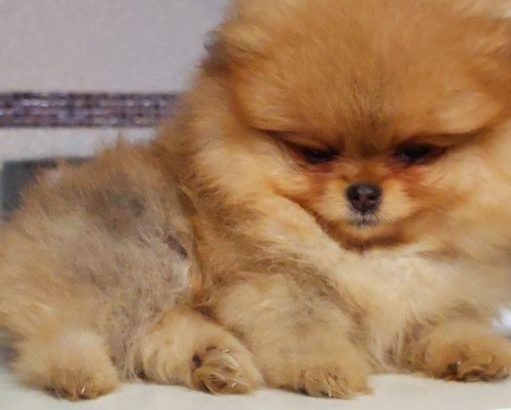 Pomeranian Spitz Boo Top Quality