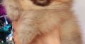 Pomeranian Spitz Boo Top Quality