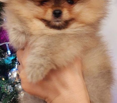 Pomeranian Spitz Boo Top Quality