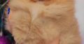 Pomeranian Spitz Boo Top Quality