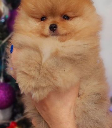 Pomeranian Spitz Boo Top Quality