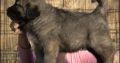 Caucasian Shepherd puppies