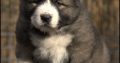 Caucasian Shepherd puppies